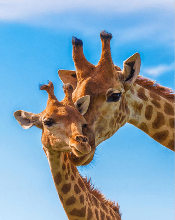 Sektion 1: Savanne Afrika I