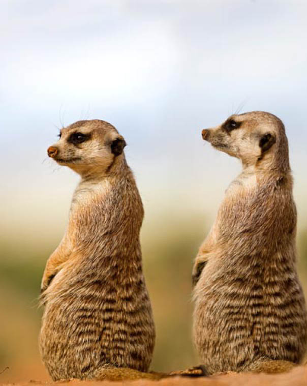 MEERKAT suricata suricatta, ADULTS LOOKING AROUND, SITTING ON SAND, NAMIBIA 