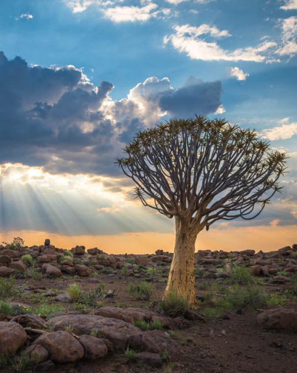 The quiver tree, or aloe dichotoma, Keetmanshoop, Namibia
