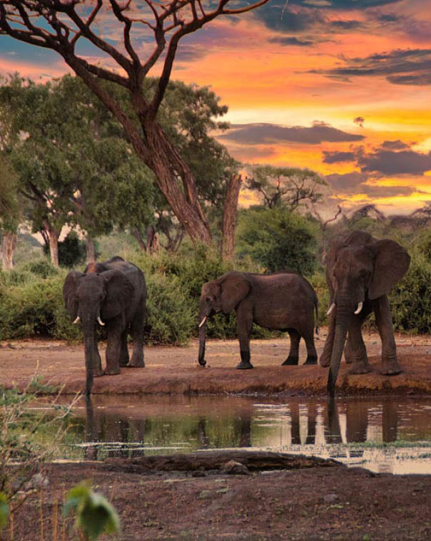 Elephants at a watering hole in an African savanna with a vibrant sunset sky.