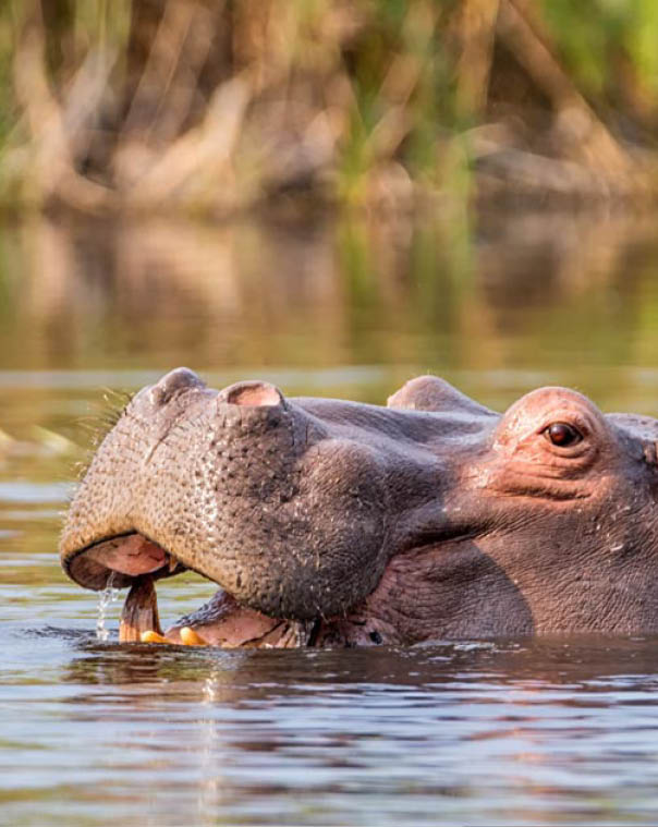 Hippo in a river in the Caprivi Strip, Namibia