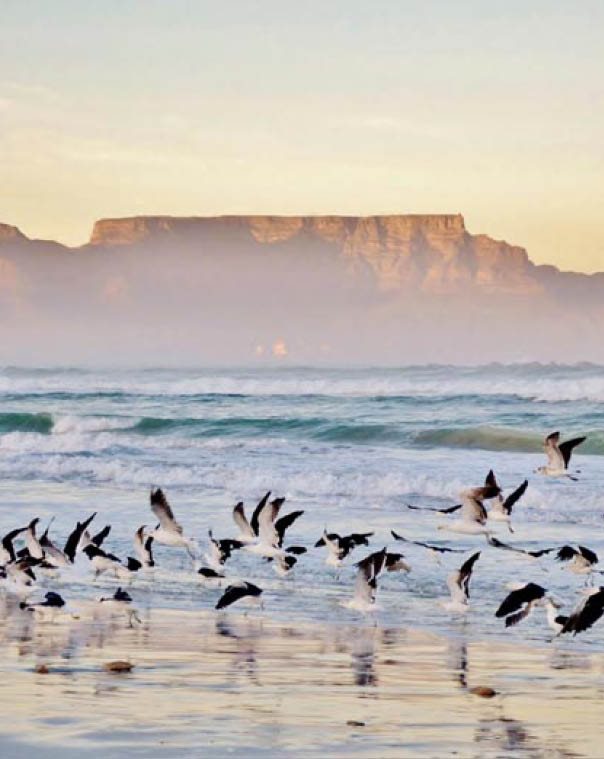 Landscape with beach and Table mountain at sunrise