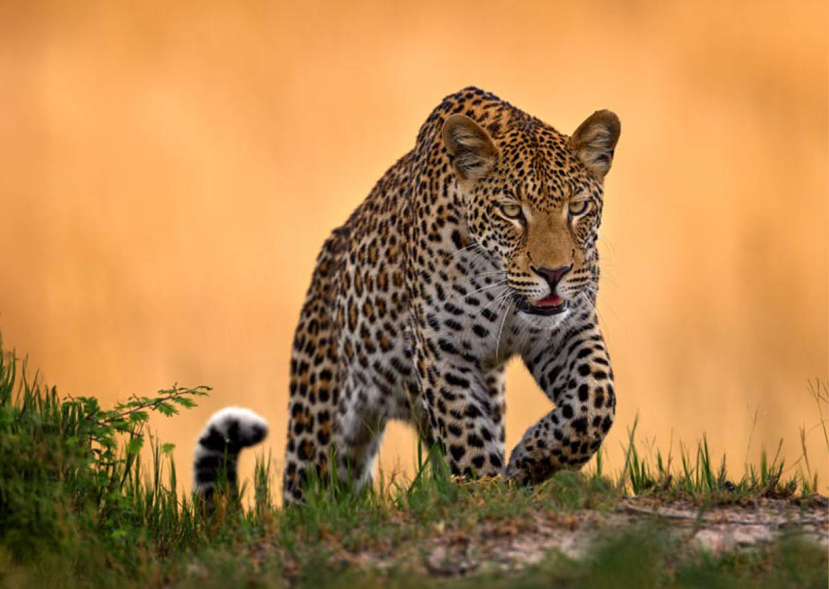 Leopard, Panthera pardus shortidgei, nature habitat, big wild cat in the nature habitat, sunny day on the savannah, Okavango delta Botswana. Wildlife nature. Africa wildlife.