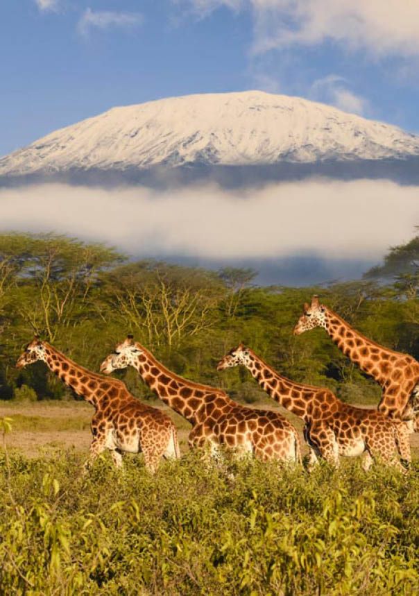Giraffes and Mount Kilimanjaro in Amboseli National Park