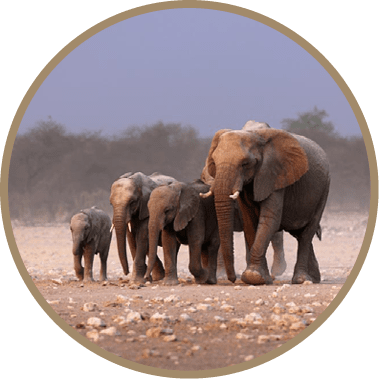 Elephant herd approaching over dusty plains of Etosha