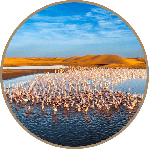 Desert scenery with saltwater lagoons full of beautiful flamingos. Namib-Nukluft National Park - Walvish Bay, Namibia