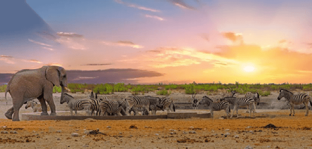 Herd of Burchell Zebra with a lone giraffe and oryx at a waterhole with a natural bnush background - Etosha National Park
