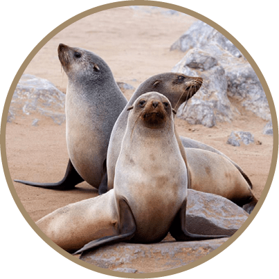 Portrait of Brown fur seal, Arctocephalus pusillus, in Cape Cross, Namibia, wide angle view, true wildlife photography