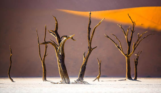 A 300 metr  vysok  duny obklopuj  solnou p nev Sossusvlei. P esto e je toto m sto ukryto hluboko v pou ti, ml n  r na zde nejsou zase a  tak v jime n . Mlha dok  e diametr ln  zm nit atmosf ru tohoto m sta, kter  po v t inu  asu z    sluncem, syt  oran ovou a hn dou barvou.