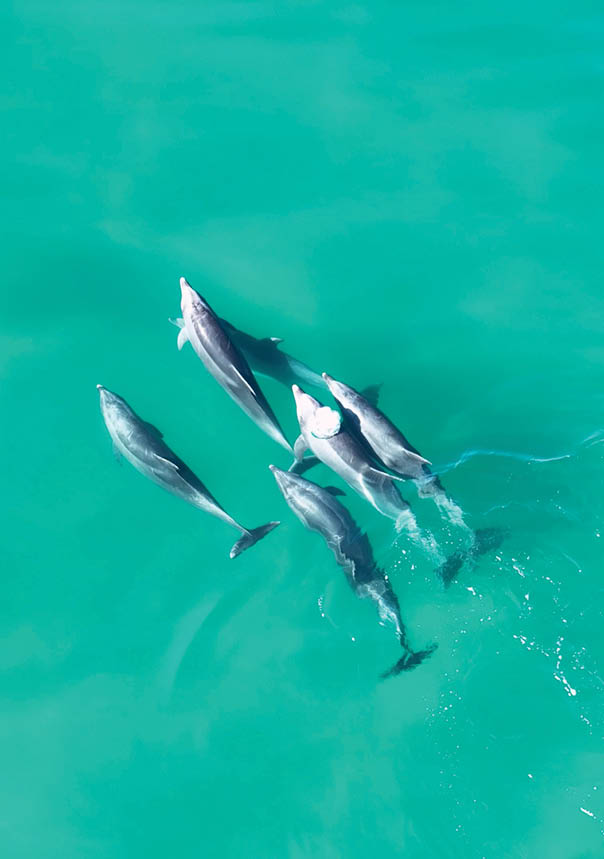Dolphins Swimming At San Diego In California United States. Wildlife Scenery. Wild Sea Animals. Dolphins Swimming At San Diego In California United States.