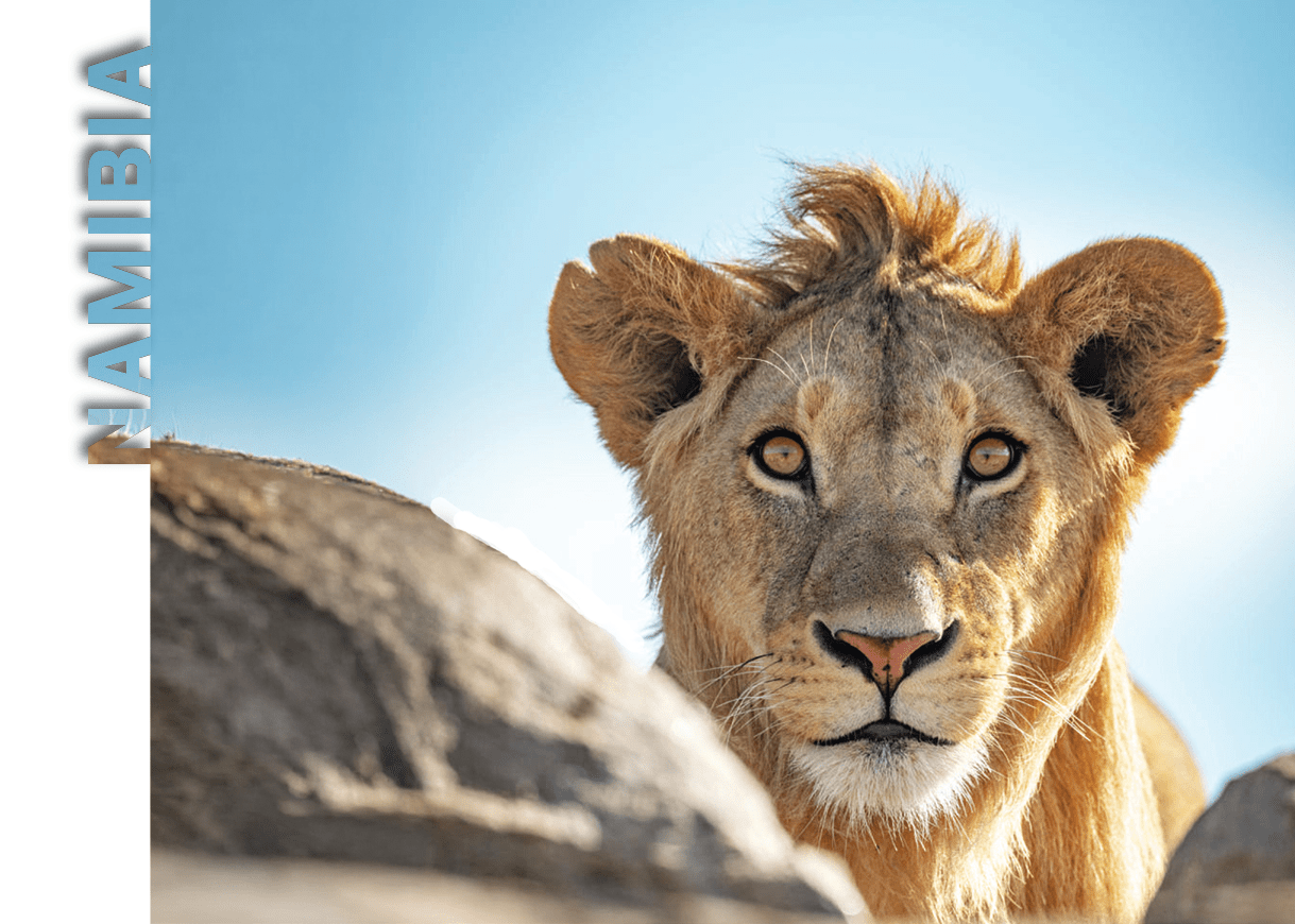 A lion is standing on a rock, looking at the camera. AI generated content