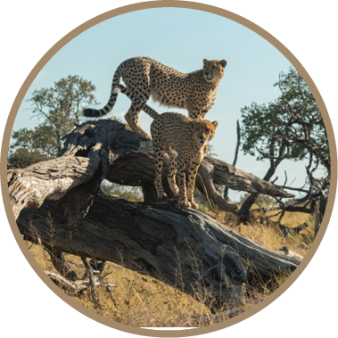 Two leopards are standing on a tree branch. AI generated content