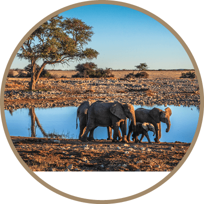 A group of elephants, including both adults and babies, are gathered around a watering hole. AI generated content