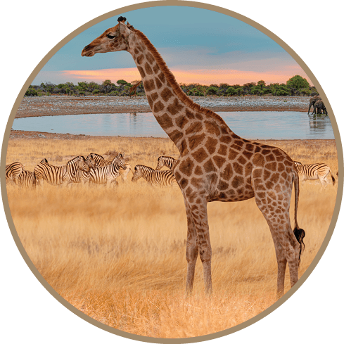 A giraffe stands in a field with other giraffes and zebras. AI generated content