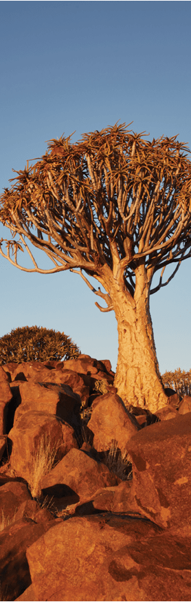 A group of trees with one large tree in the center. AI generated content