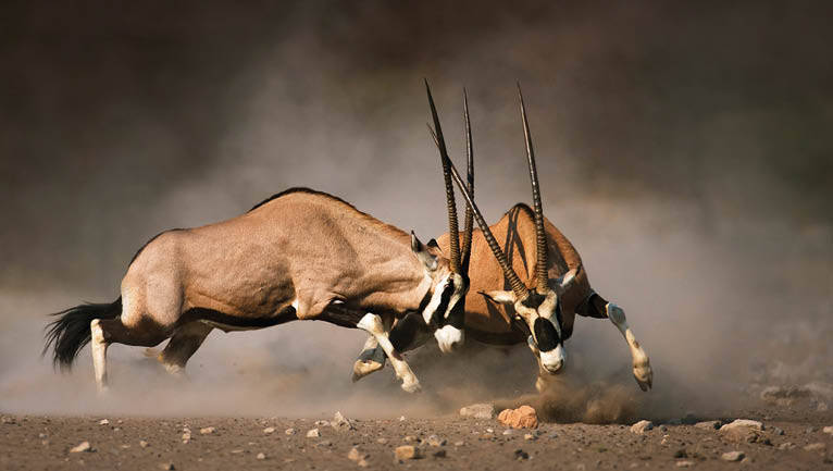 Two zebras fighting in a dusty field. Description generated by AI