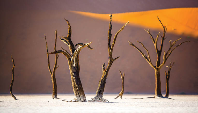 A group of dead trees in a desert. Description generated by AI