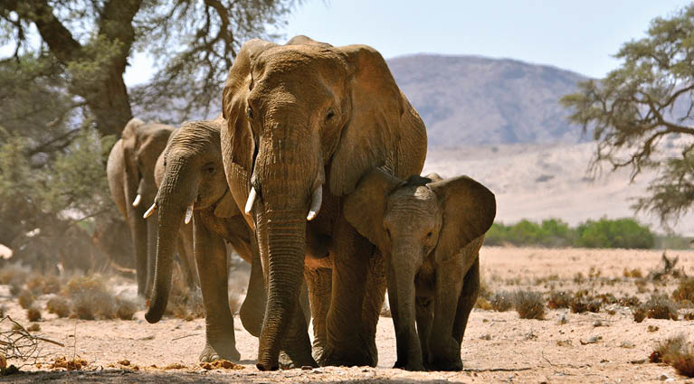Three elephants walking in a row. Description generated by AI