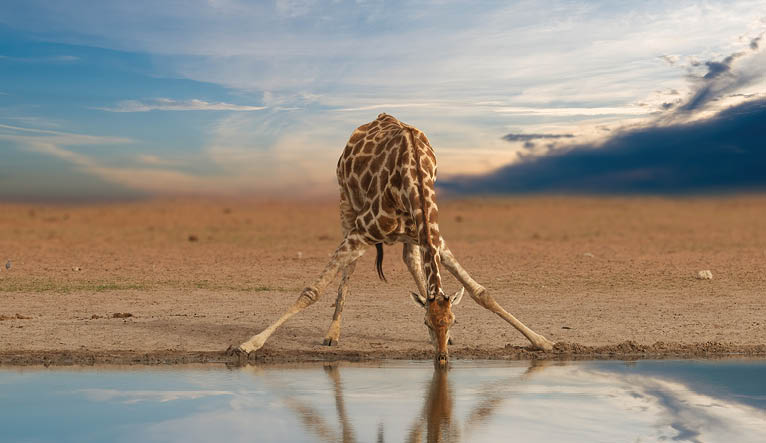 A giraffe standing in front of a body of water. Description generated by AI