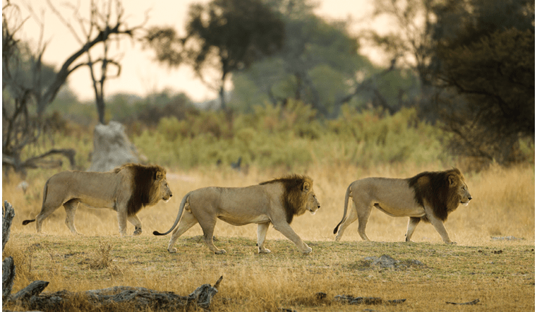 A group of lions walking in a field. Description generated by AI