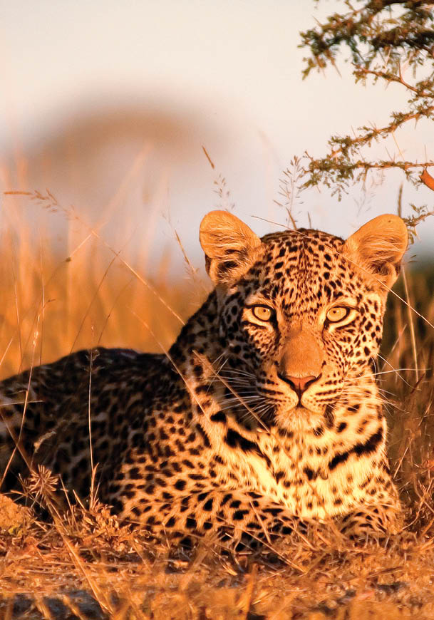 A leopard is sitting in tall grass, looking at the camera. AI generated content