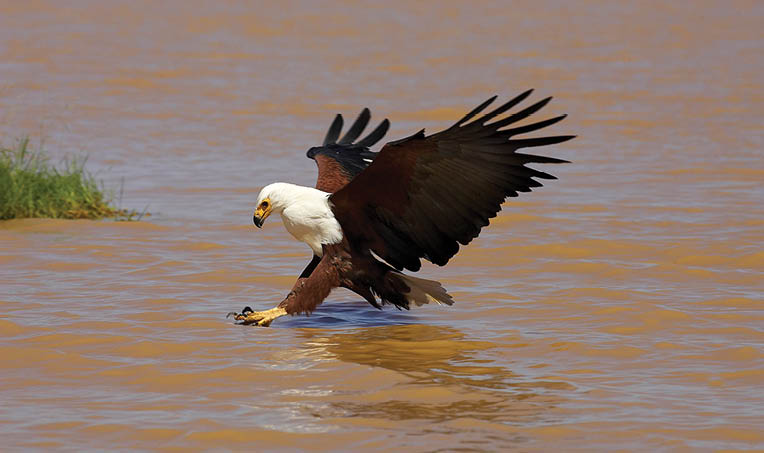 A bird with a white head and black wings is standing in the water. AI generated content