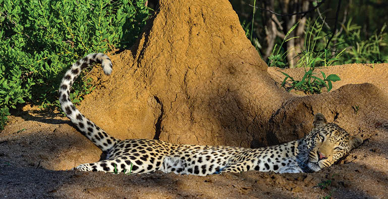 A leopard is laying down in the dirt, with its head on the ground. AI generated content