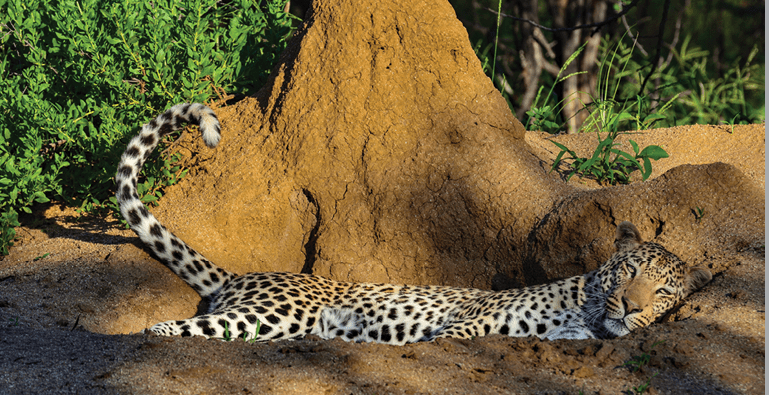 A leopard is laying down in the dirt, with its head on the ground. AI generated content