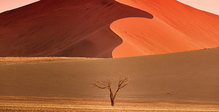 A tree stands alone in a desert landscape, with a large sand dune in the background. AI generated content