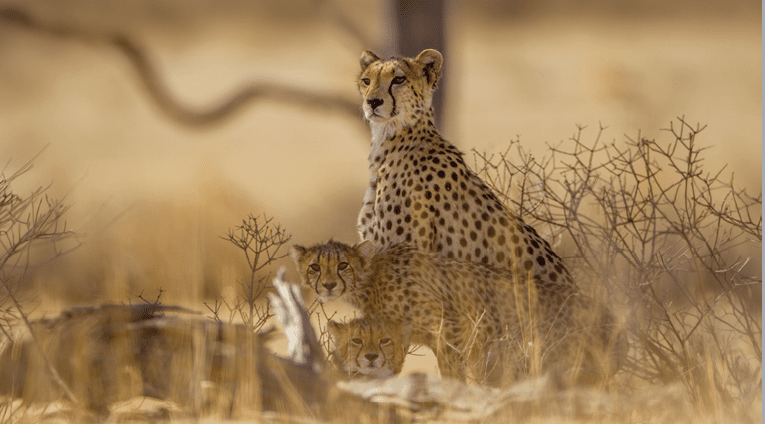 A lion and two cubs are standing in a field. AI generated content