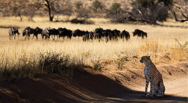 A lone leopard stands on a dirt road. Description generated by AI