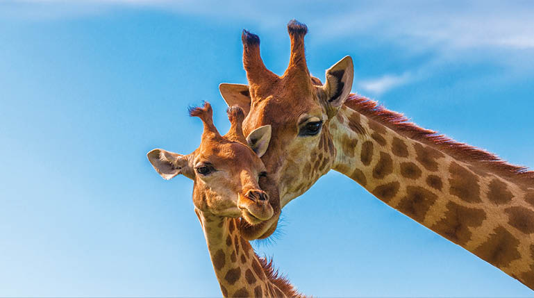 Two giraffes standing next to each other. Description generated by AI