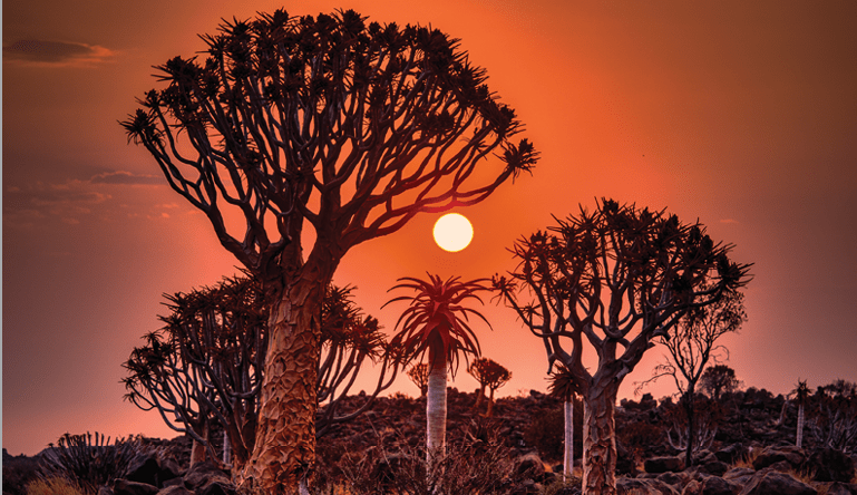 A sunset with a group of trees in the foreground. Description generated by AI
