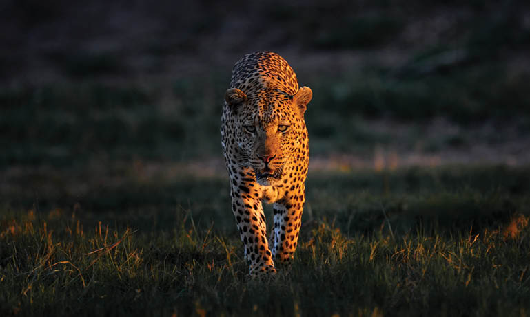 A lone leopard is walking through a grassy field. AI generated content
