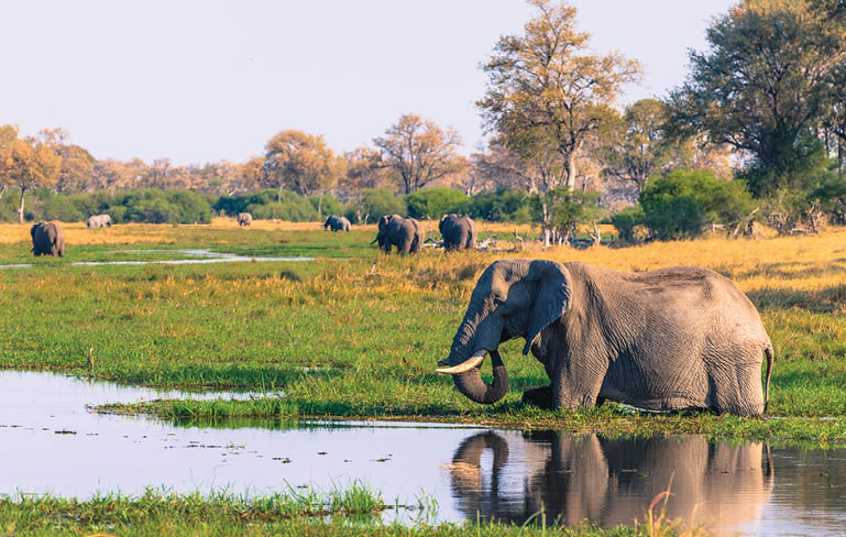 An elephant is drinking water from a river. Description generated by AI