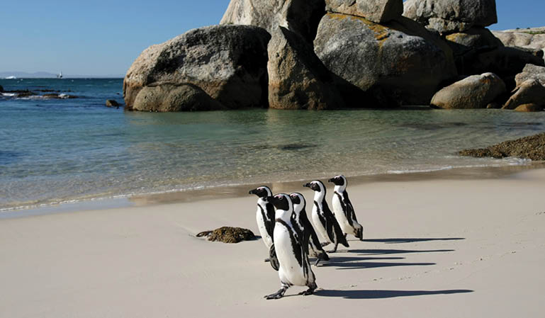 A group of penguins standing on a beach. Description generated by AI