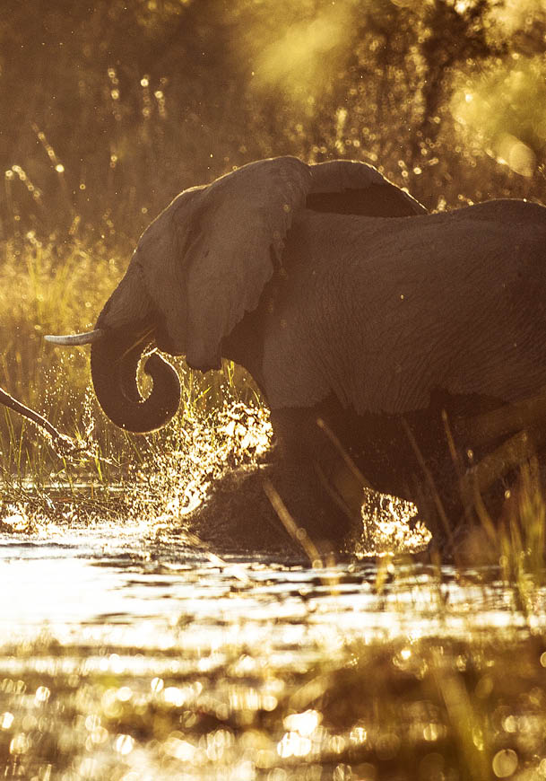 Three elephants are walking through a river. Description generated by AI