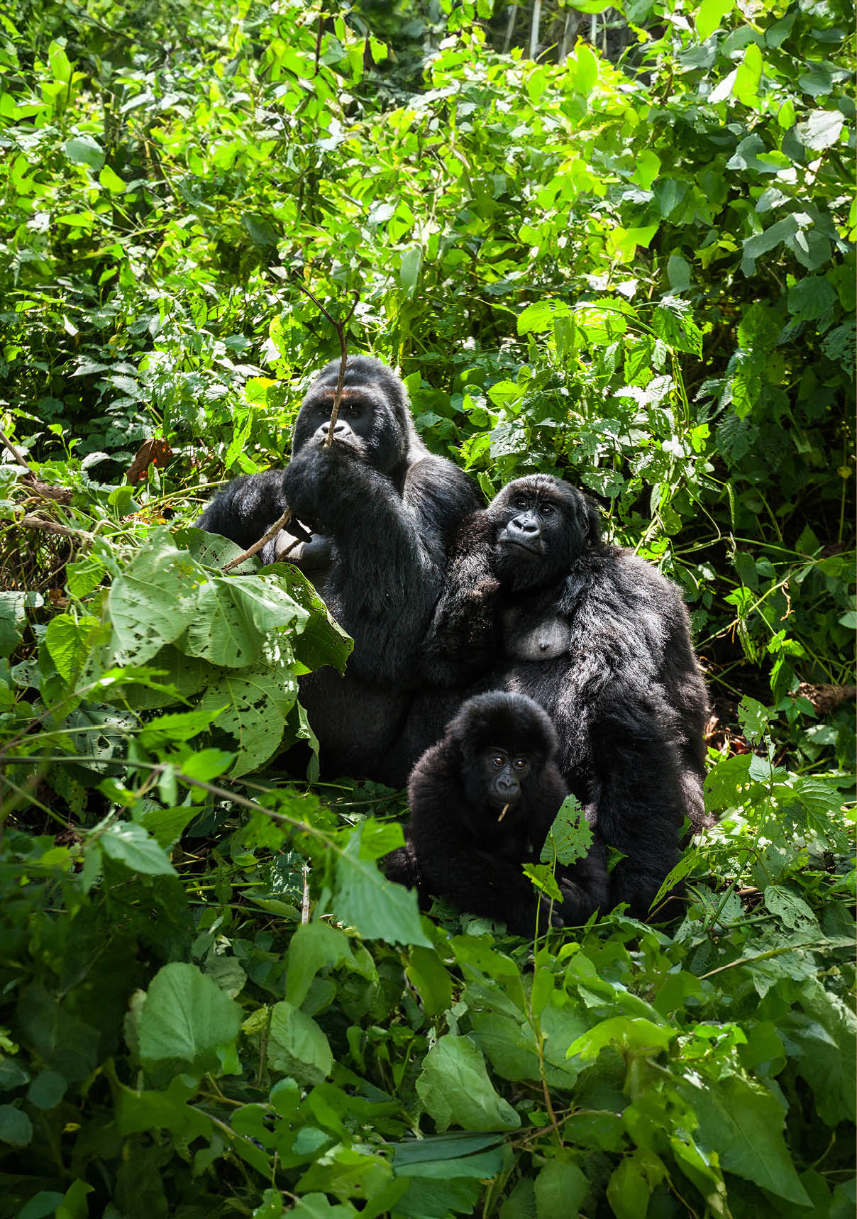 A family of endangered mountain gorillas in the lush rainforest greenery