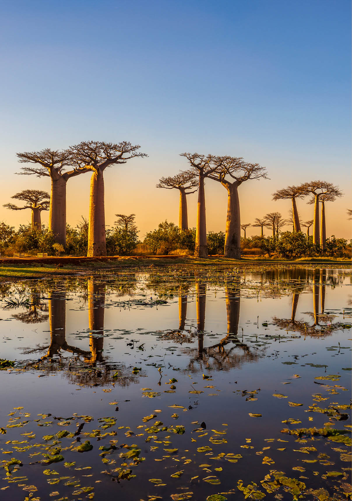 Beautiful Baobab trees at sunset at the avenue of the baobabs in Madagascar