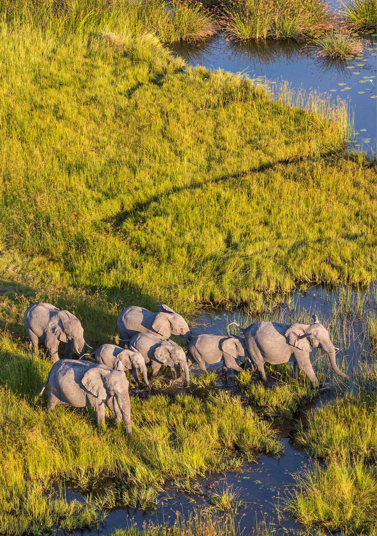 Aerial view of herd of African Elephants standing by a watering hole in lush delta.