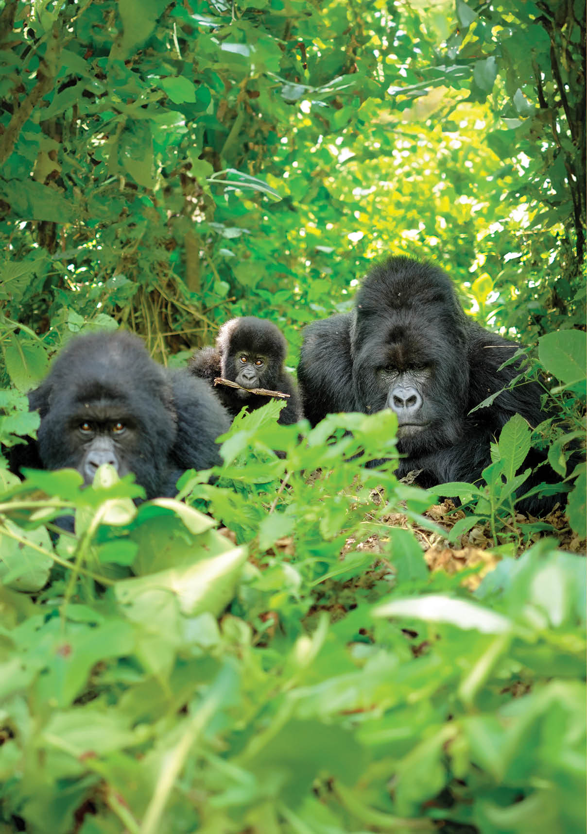 Family of mountain gorillas with a baby gorilla and a silverback posing for picture in Rwanda.