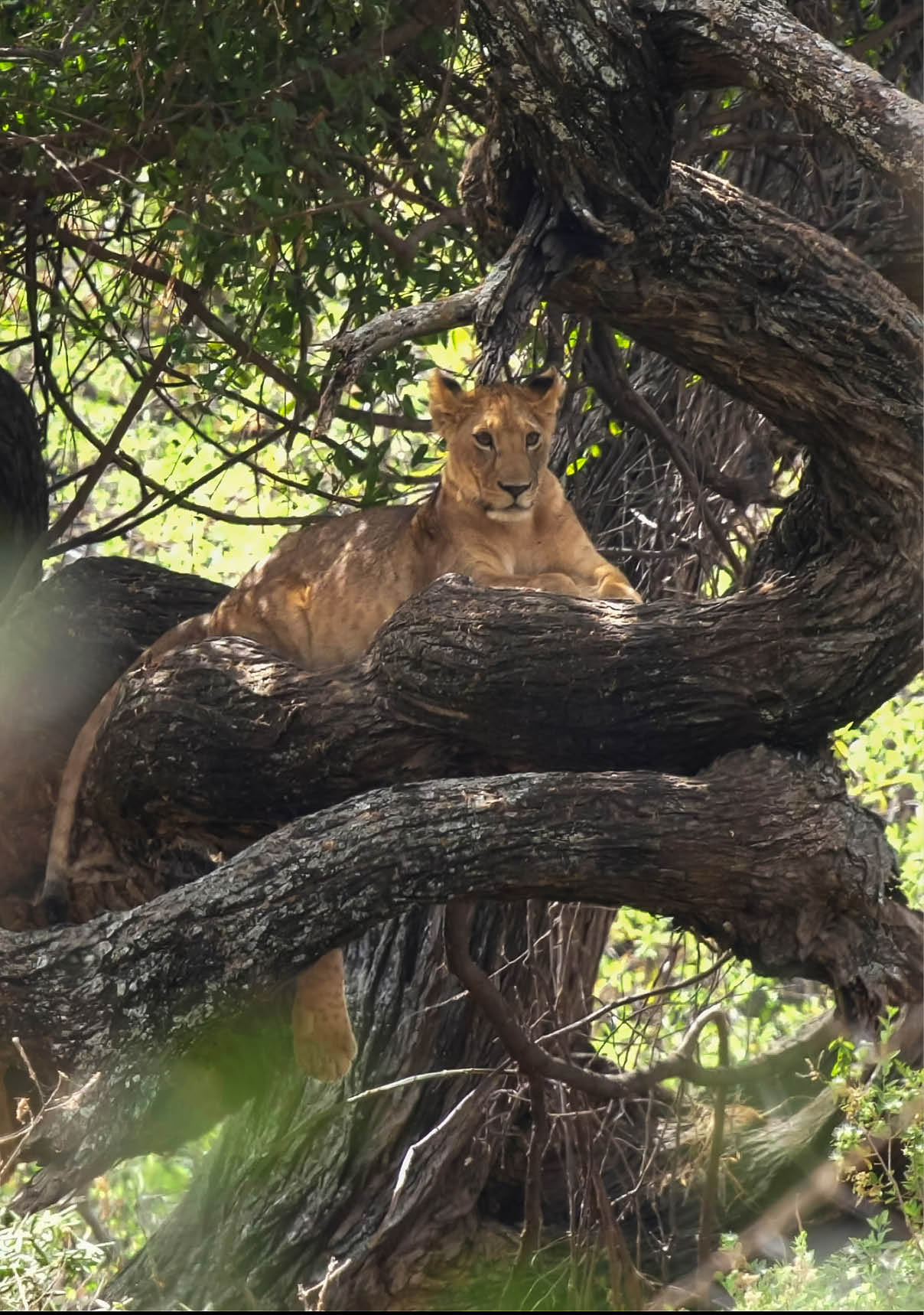 one of the famous tree climbing lions in a tree at lake manyara national park in tanzania