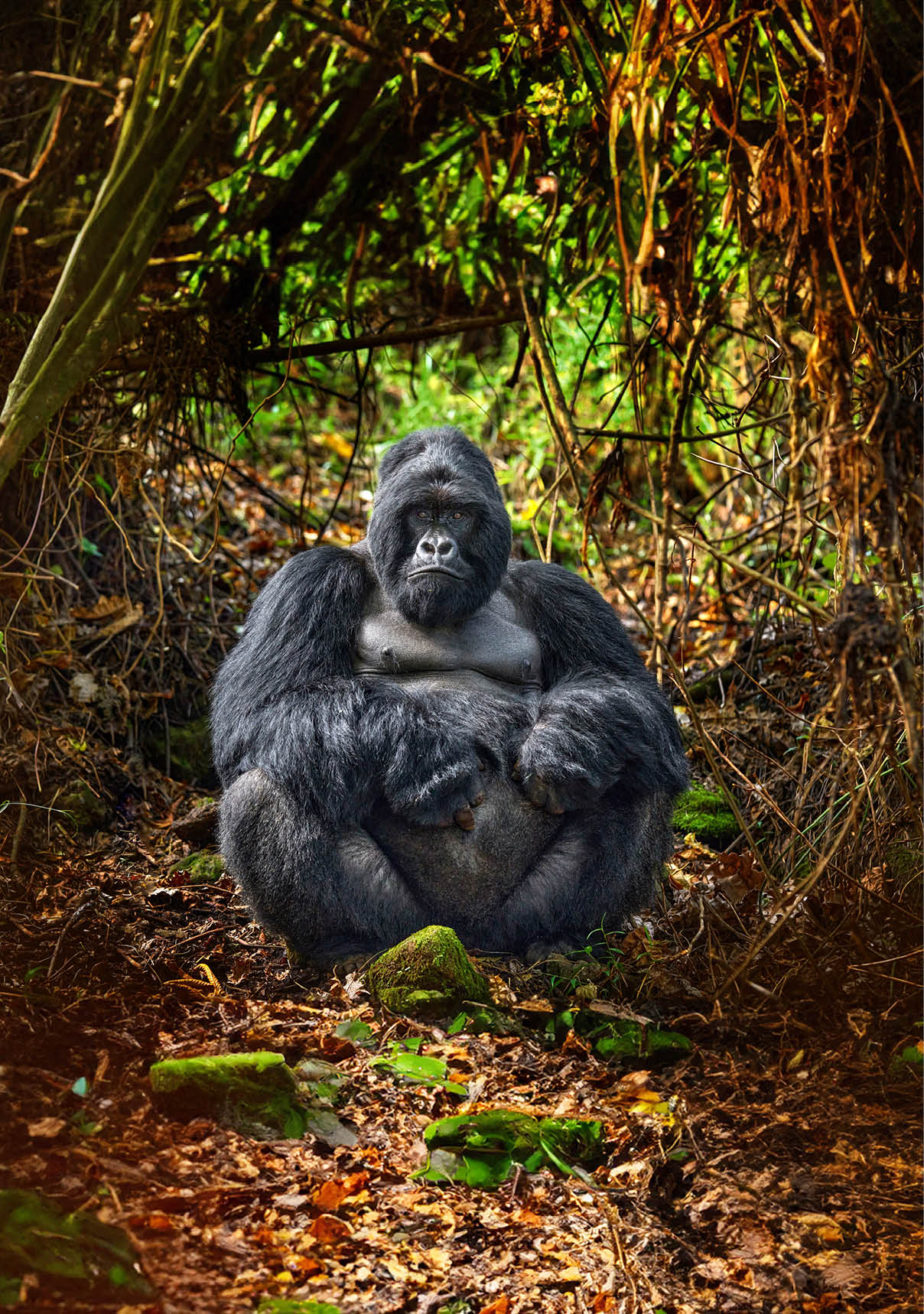 Rwanda mountain gorilla. Gorilla - wildlife forest portrait . Detail head primate portrait with beautiful eyes. Wildlife scene from nature. Africa. Mountain gorilla monkey ape, Virunga NP. 
