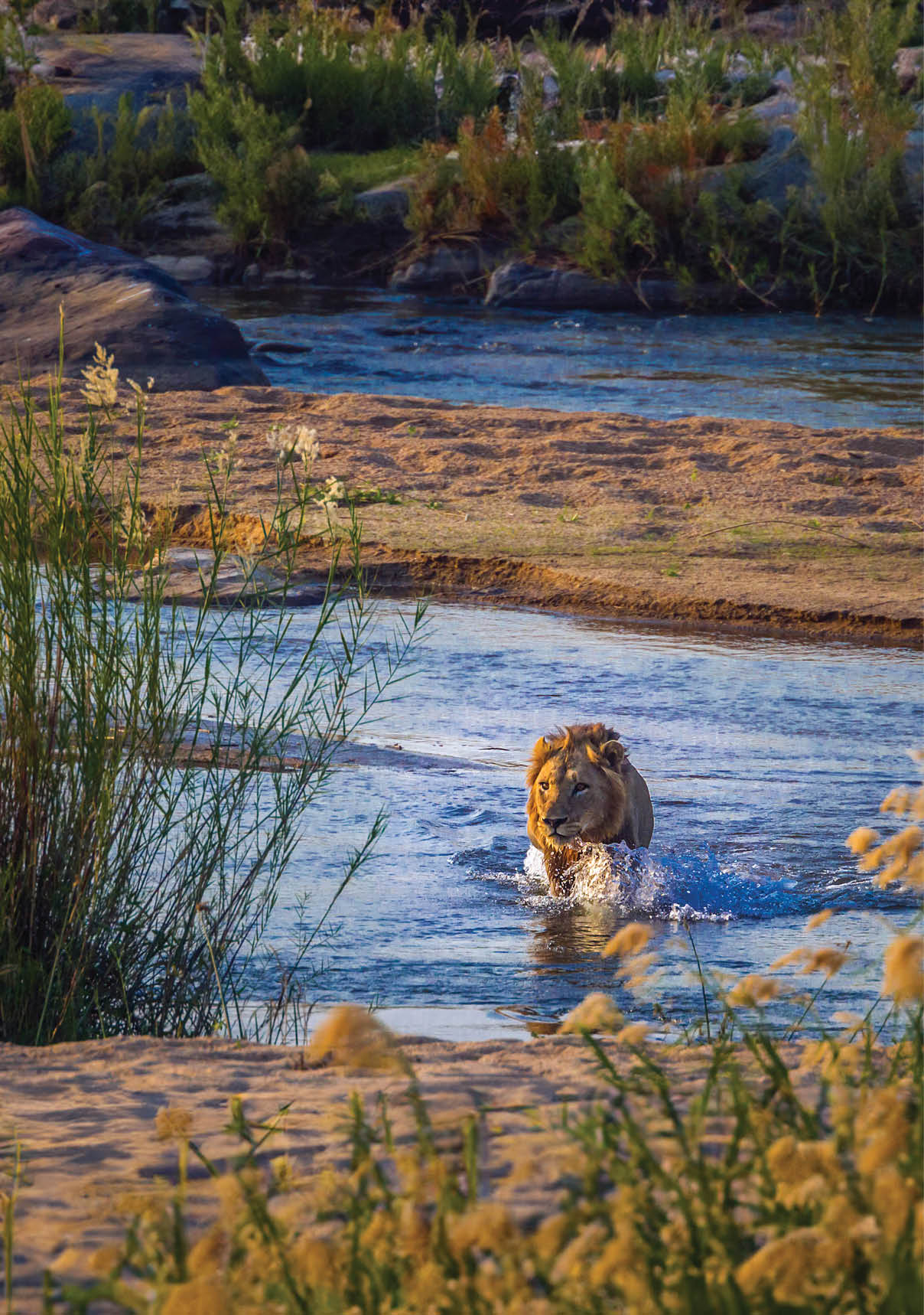 African lion male crossing a river front view in Kruger National park, South Africa ; Specie Panthera leo family of Felidae