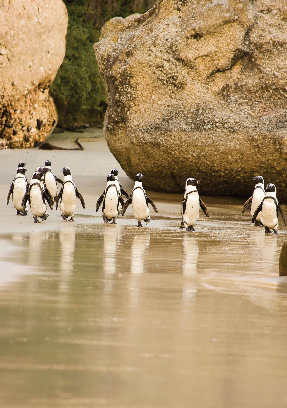 A group of African Penguins waddling across Boulders Beach, Cape Town, South Africa