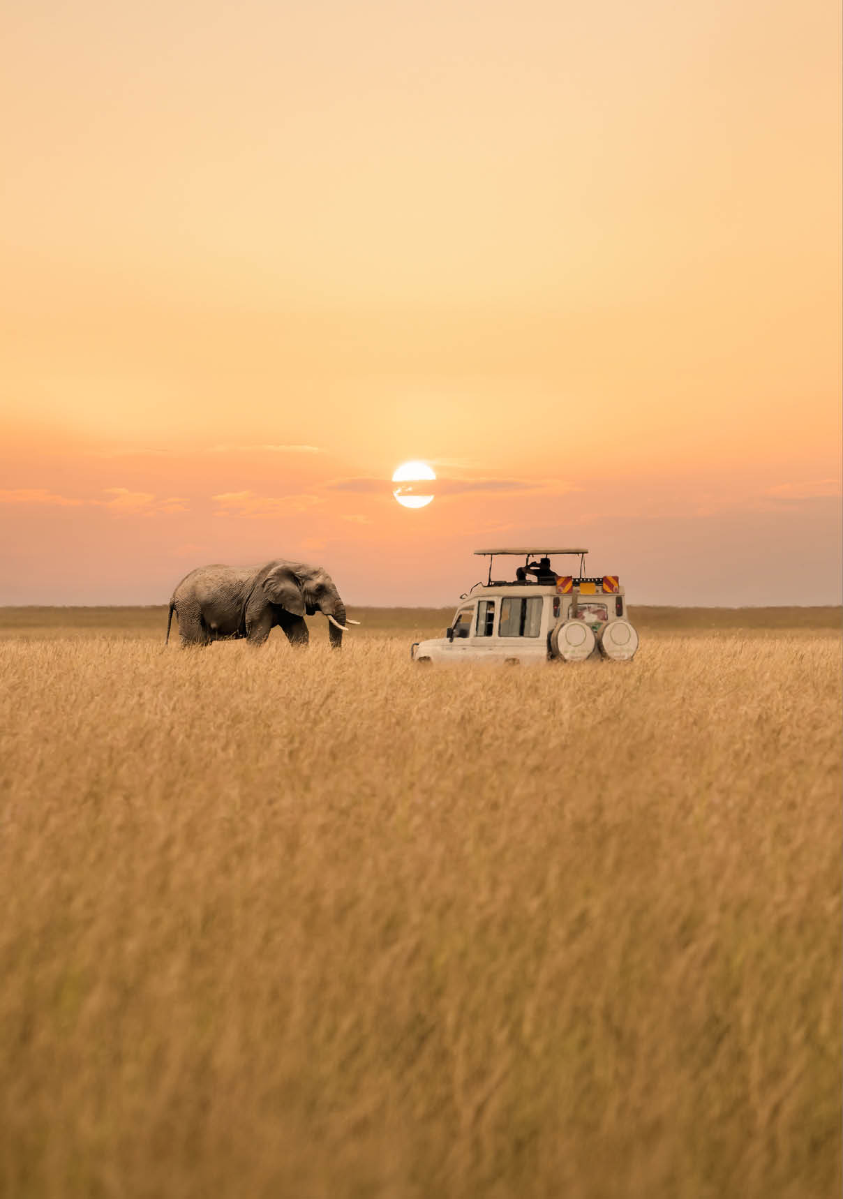 Lone African elephant walking with blurred foreground of savanna grassland and blurred tourist car stop by watching during sunset at Masai Mara National Reserve Kenya.