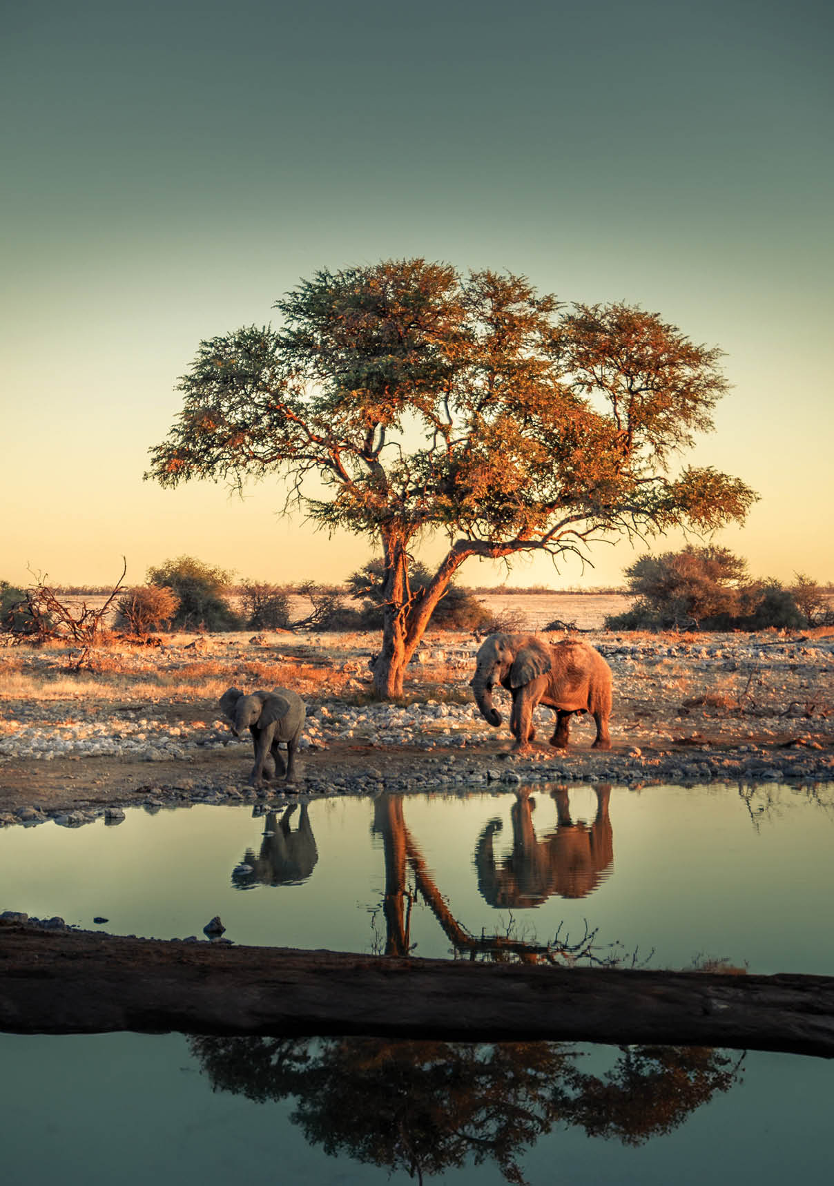 Baby elephant at a waterhole, in Etosha National Park, Namibia, Africa