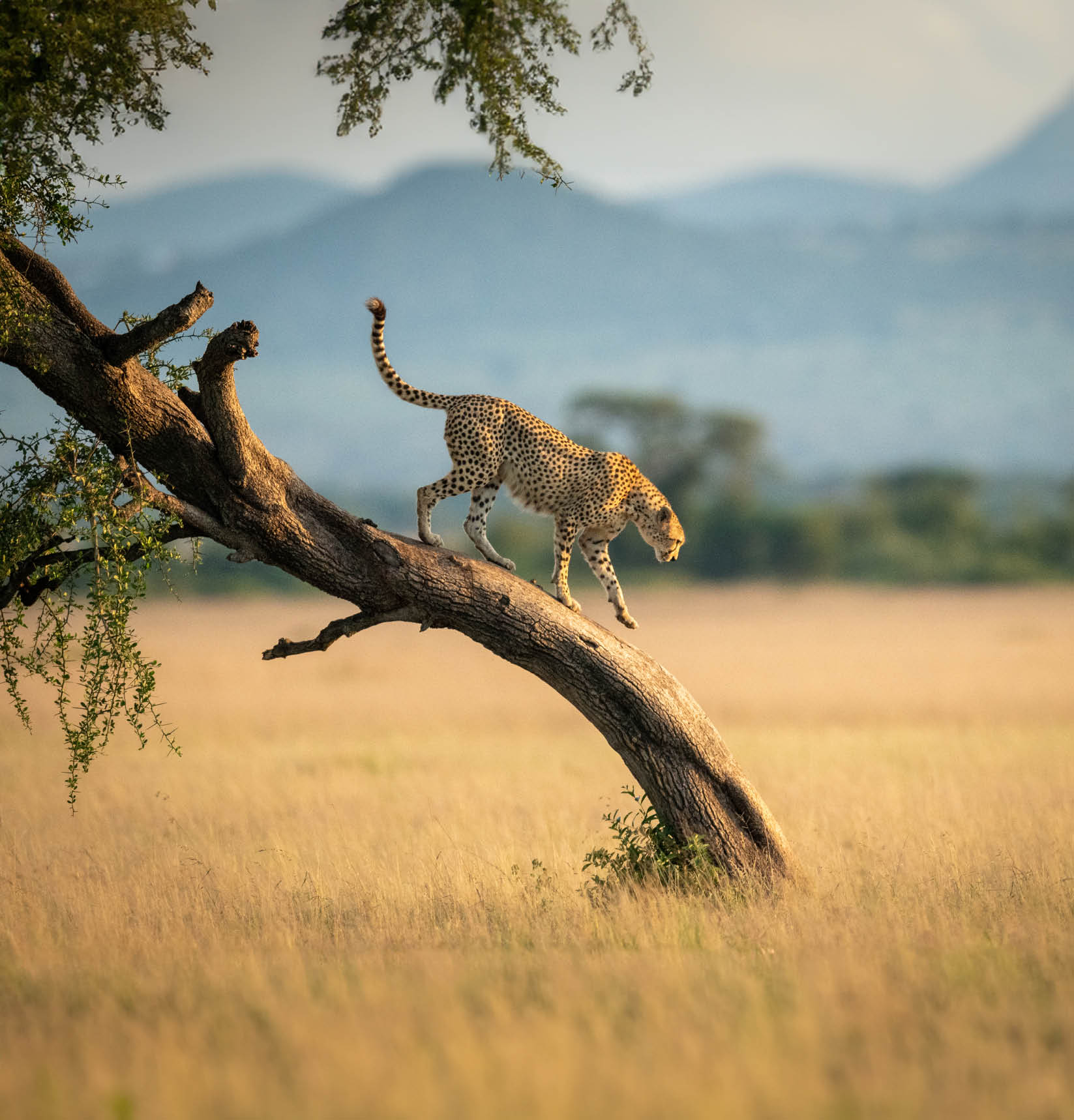 Cheetah walks down twisted tree in savannah