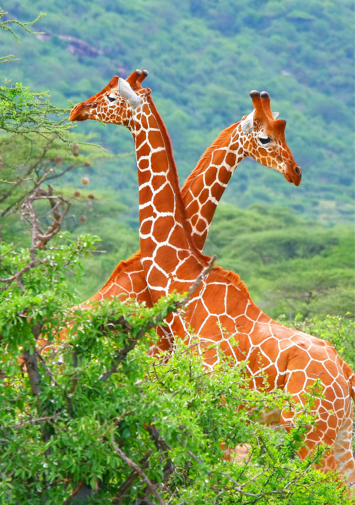 Fight of two giraffes. Africa. Kenya. Samburu national park.
