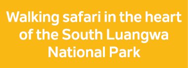 Walking safari in the heart of the South Luangwa National Park